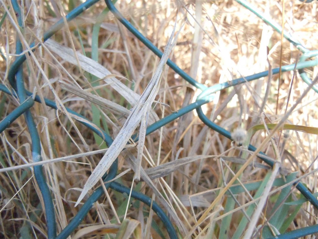 Acrida ungarica mediterranea?